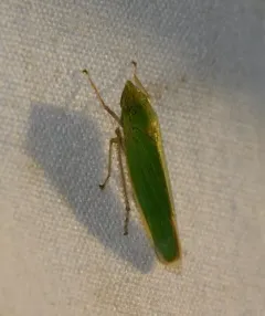 Draeculacephala paludosa thumbnail 3