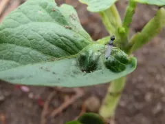 Micropeza corrigiolata thumbnail 3
