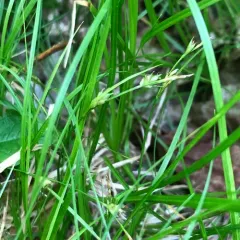 New England sedge thumbnail 3