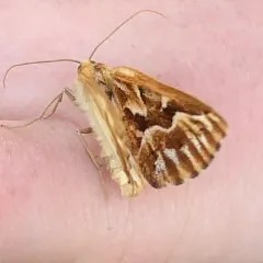 Northern Pine Looper Moth thumbnail 4