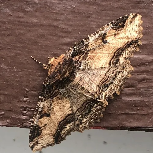 Colorful Zale Moth