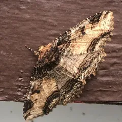 Colorful Zale Moth thumbnail 1