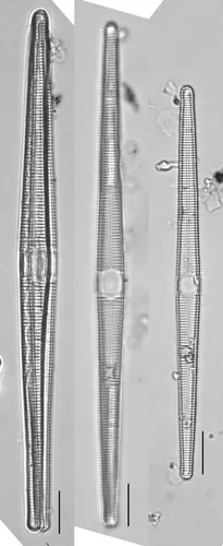 Ctenophora pulchella