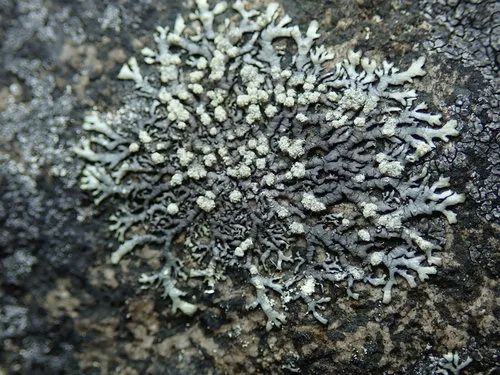 Mougeot's Rock-shield