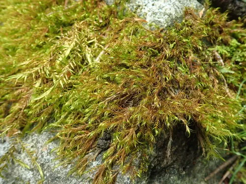 Dichelyma Moss