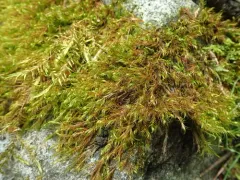 Dichelyma Moss thumbnail 1