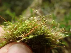 Hair Silk Moss thumbnail 1