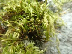 Rock Bristle-moss thumbnail 1