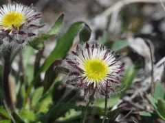 One-flowered Fleabane thumbnail 2