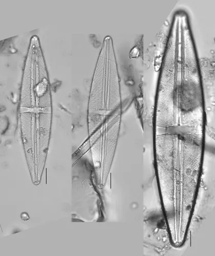 Stauroneis phoenicenteron