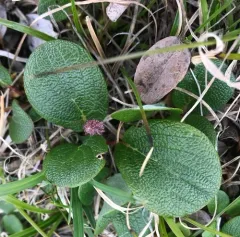 Net-leaved Willow thumbnail 2