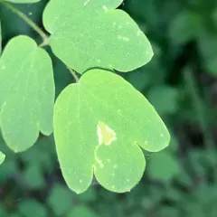 Phytomyza plumiseta thumbnail 3