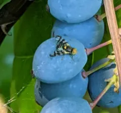 Rhagoletis berberis thumbnail 2