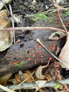Lycogala conicum thumbnail 2