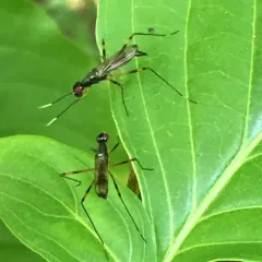 Rainieria antennaepes thumbnail 5