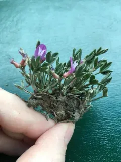Barr's Milkvetch thumbnail 4