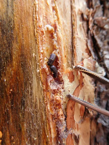 Mountain Pine Beetle