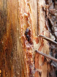 Mountain Pine Beetle thumbnail 1