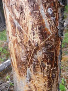 Pine Engraver thumbnail 2