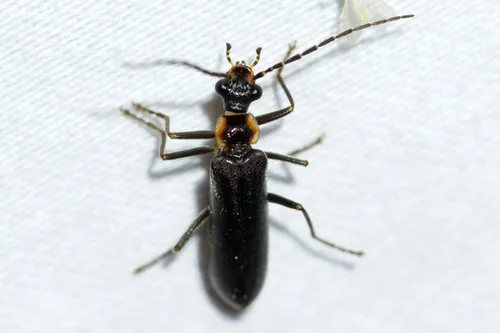 Podabrus diadema