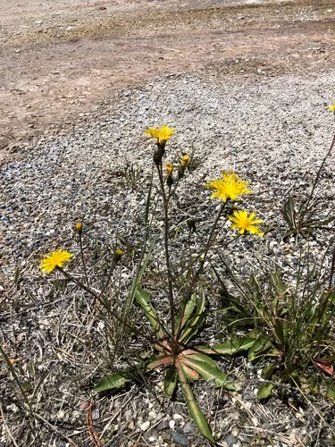 dandelion hawksbeard