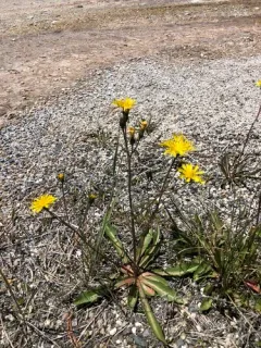 dandelion hawksbeard thumbnail 1