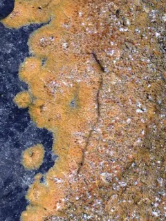 Grainy Seaside Firedot Lichen thumbnail 3