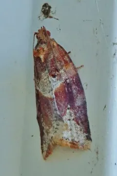 Argyrotaenia repertana thumbnail 4