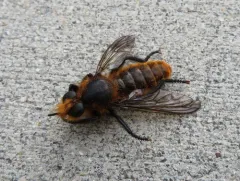 Laphria asackeni thumbnail 2