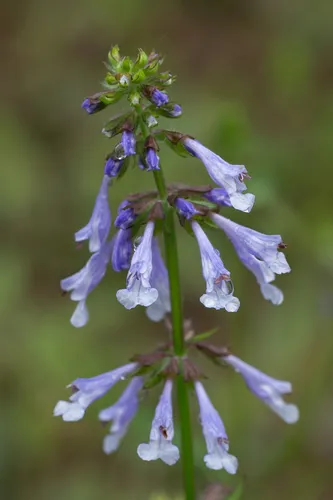 lyreleaf sage