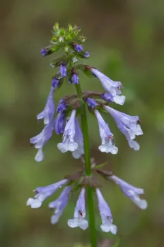 lyreleaf sage thumbnail 1