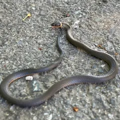 Ring-necked Snake thumbnail 4