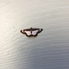 Common Spring Moth thumbnail 1