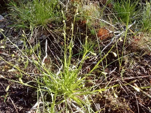 Krause's Sedge