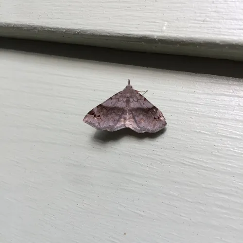 Six-spotted Gray