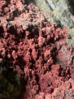 Rhodochorton purpureum thumbnail 3
