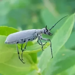 Ashgray blister beetle thumbnail 1