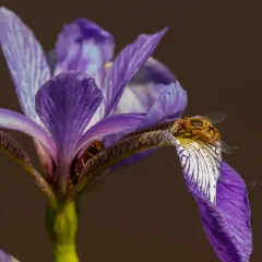Common Bog Fly thumbnail 4
