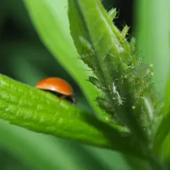 Polished Lady Beetle thumbnail 2