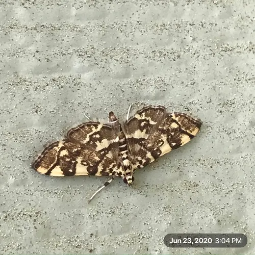 Checkered Apogeshna Moth