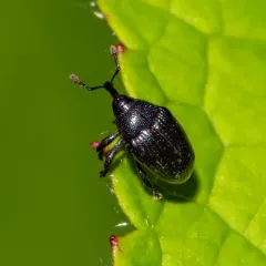 Stethobaris ovata thumbnail 3