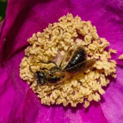 Black-and-green Metallic-Sweat bee thumbnail 2
