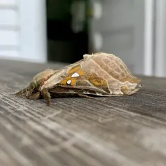 Silver-spotted Ghost Moth thumbnail 2