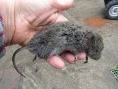 Long-tailed Vole thumbnail 4