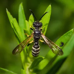 Cerceris nigrescens thumbnail 3