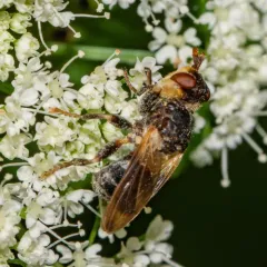 Myopa virginica thumbnail 4
