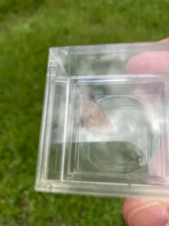 Mardon Skipper thumbnail 2