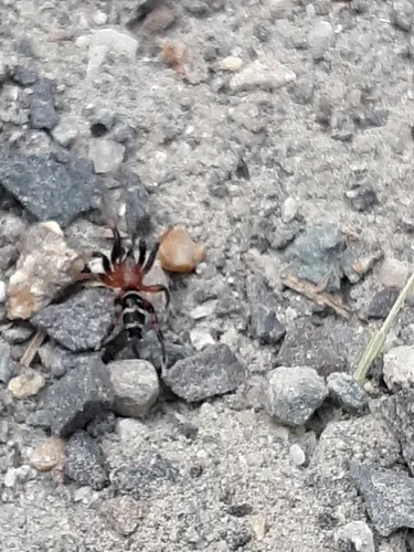 Sergiolus ocellatus