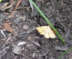 Sulphur Angle thumbnail 4