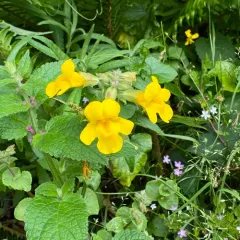 magnificent seep monkeyflower thumbnail 2